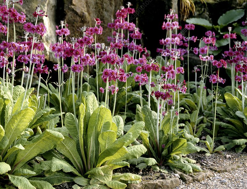 Primula pulverulenta (1513)